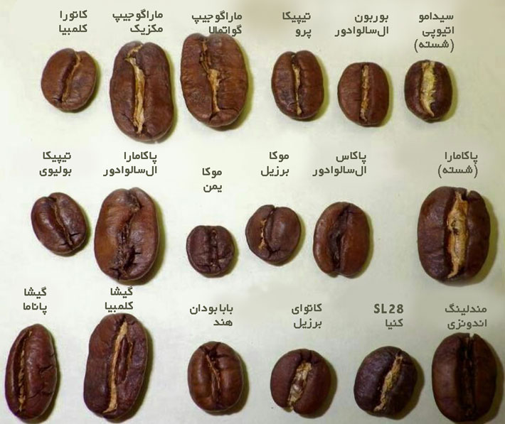 انواع دانه قهوه به کافی
