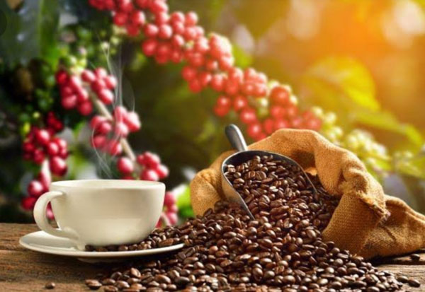مشخصات قهوه هند آتیکان