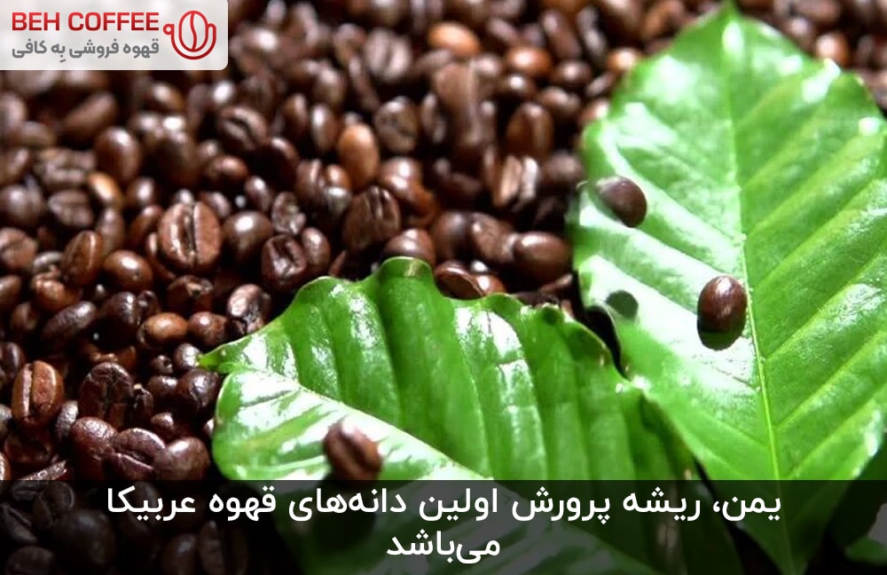 گیاه قهوه عربیکا، دارای اصالت آفریقایی